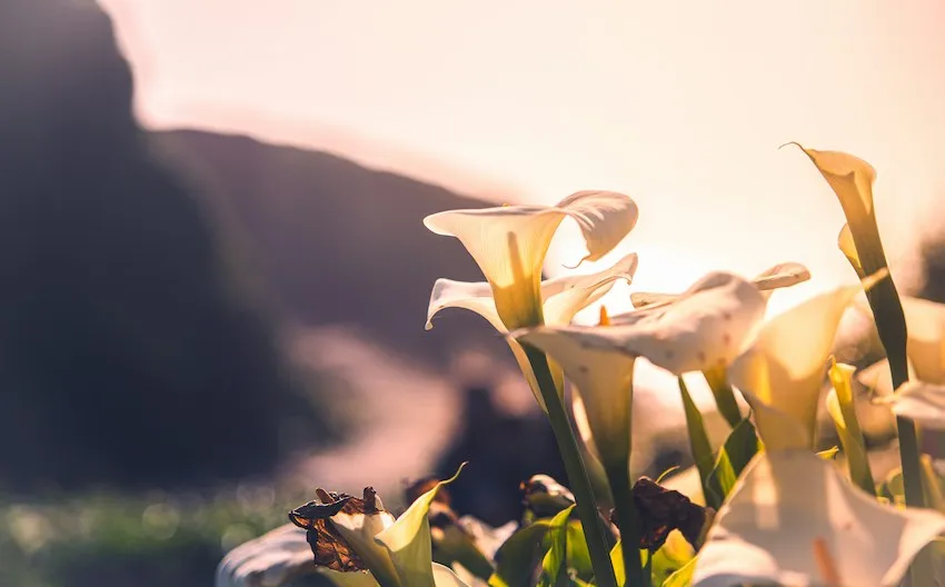 Calla Lily sur la plage de Garrapata, au sud de Carmel-by-the-Sea